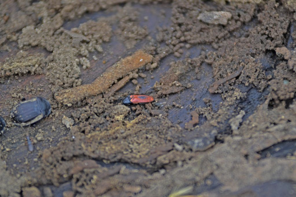 Ampedus sp,, Elateridae